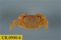 藏品(平背蜞)的圖片